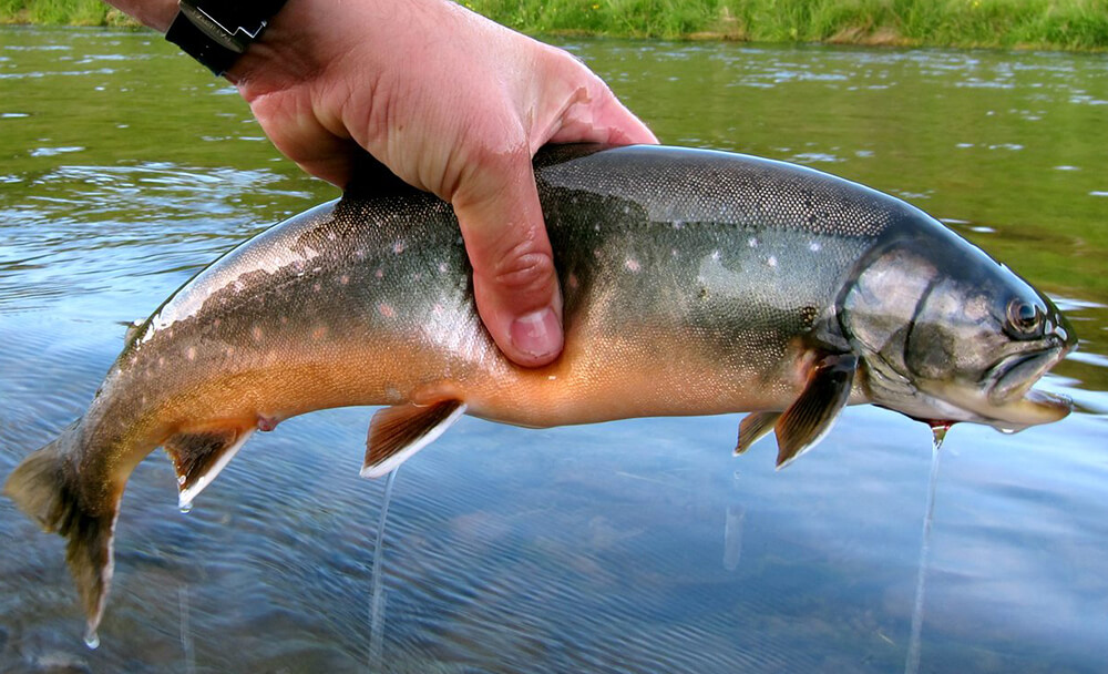 Arctic Char. fishing for Arctic Char in Iceland. Fly fishing