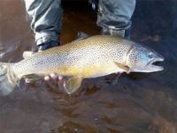 images_litlaa_2011-09-25_15-45-22_-_Mynd0585_large