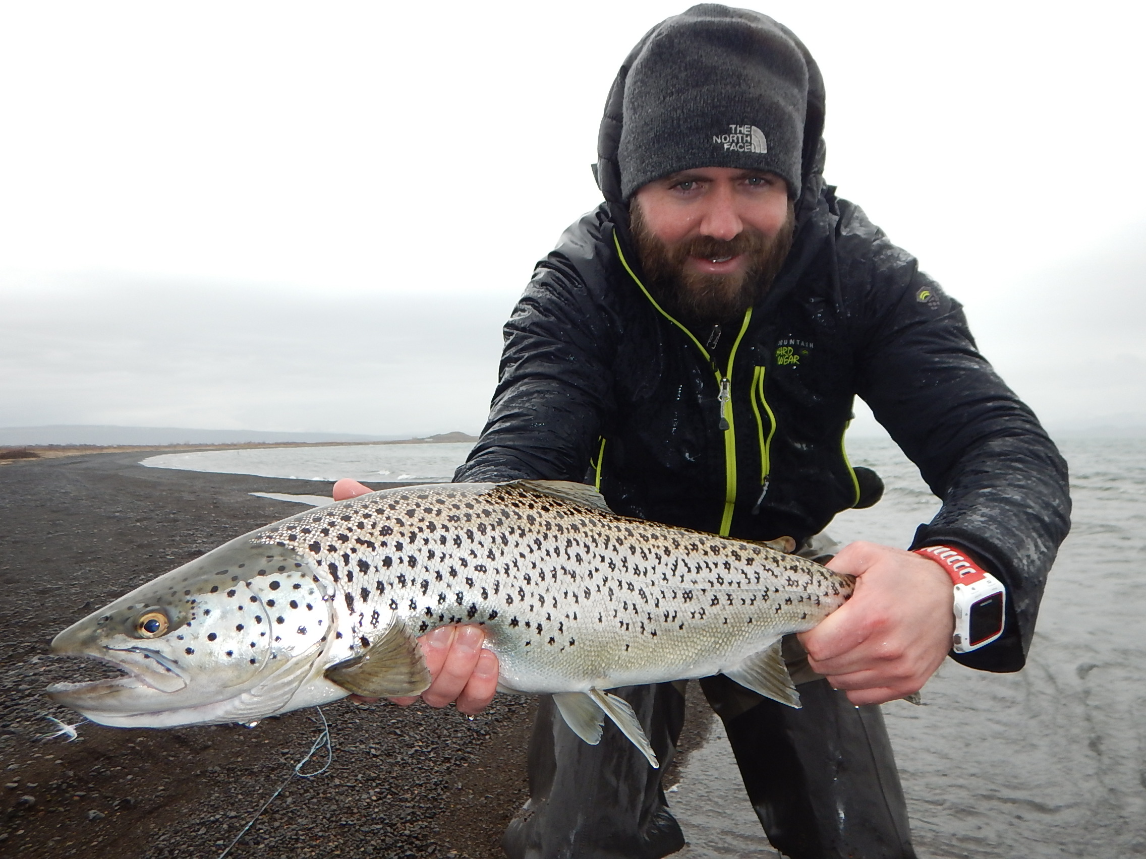 Brown trout at lake Thingvallavatn