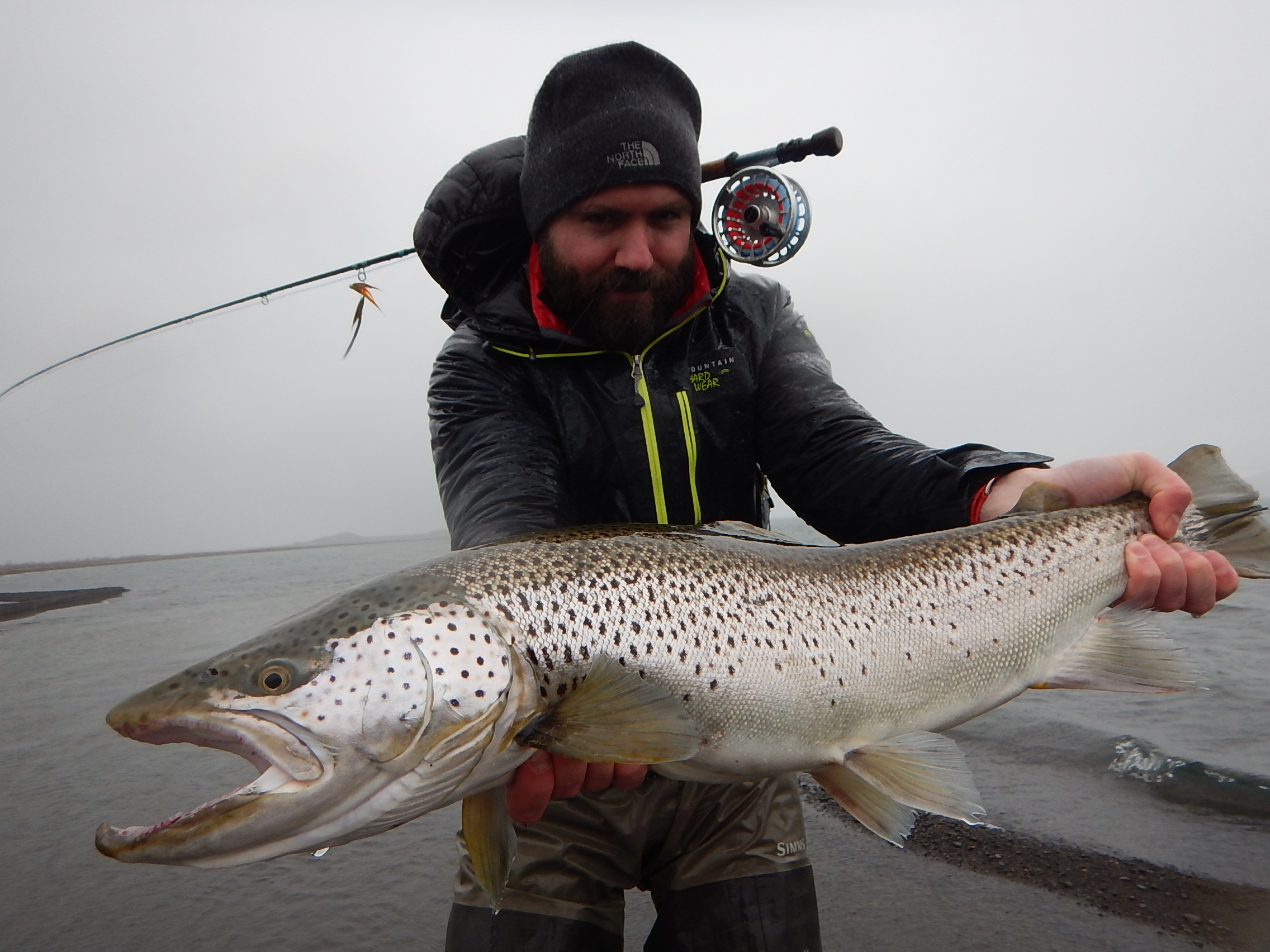 Brown trout at lake thingvellir