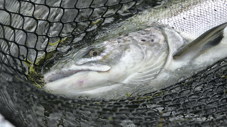 Salmon fishing in iceland