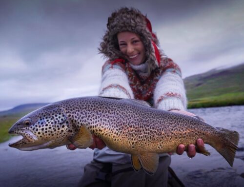 Svarta River – Brown Trout Fishing in Iceland
