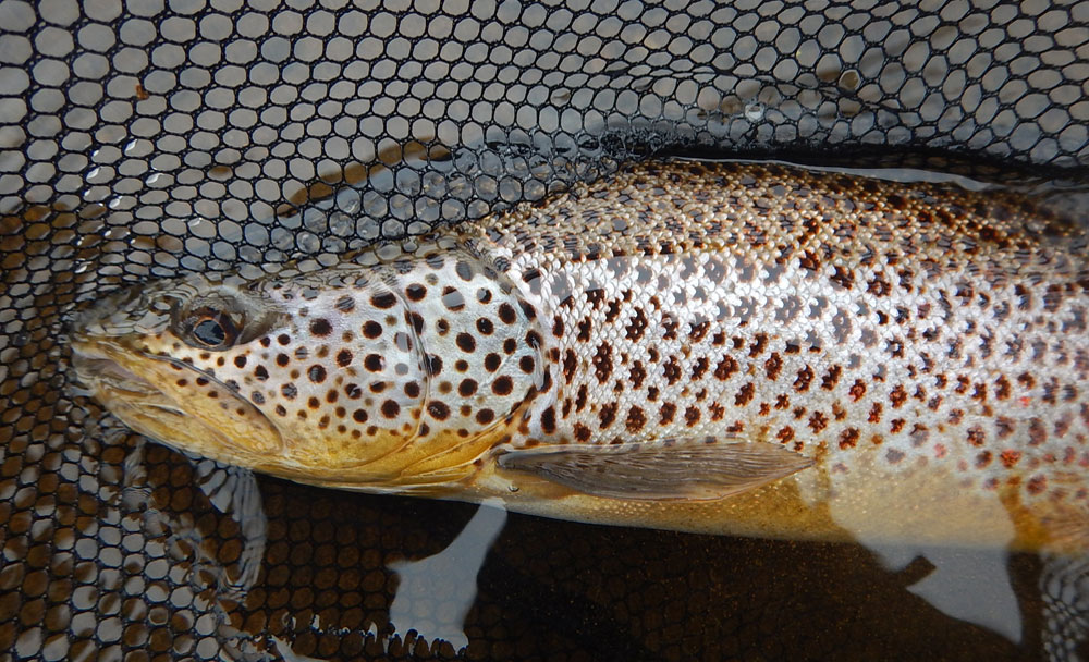 Brown trout fishing in Iceland