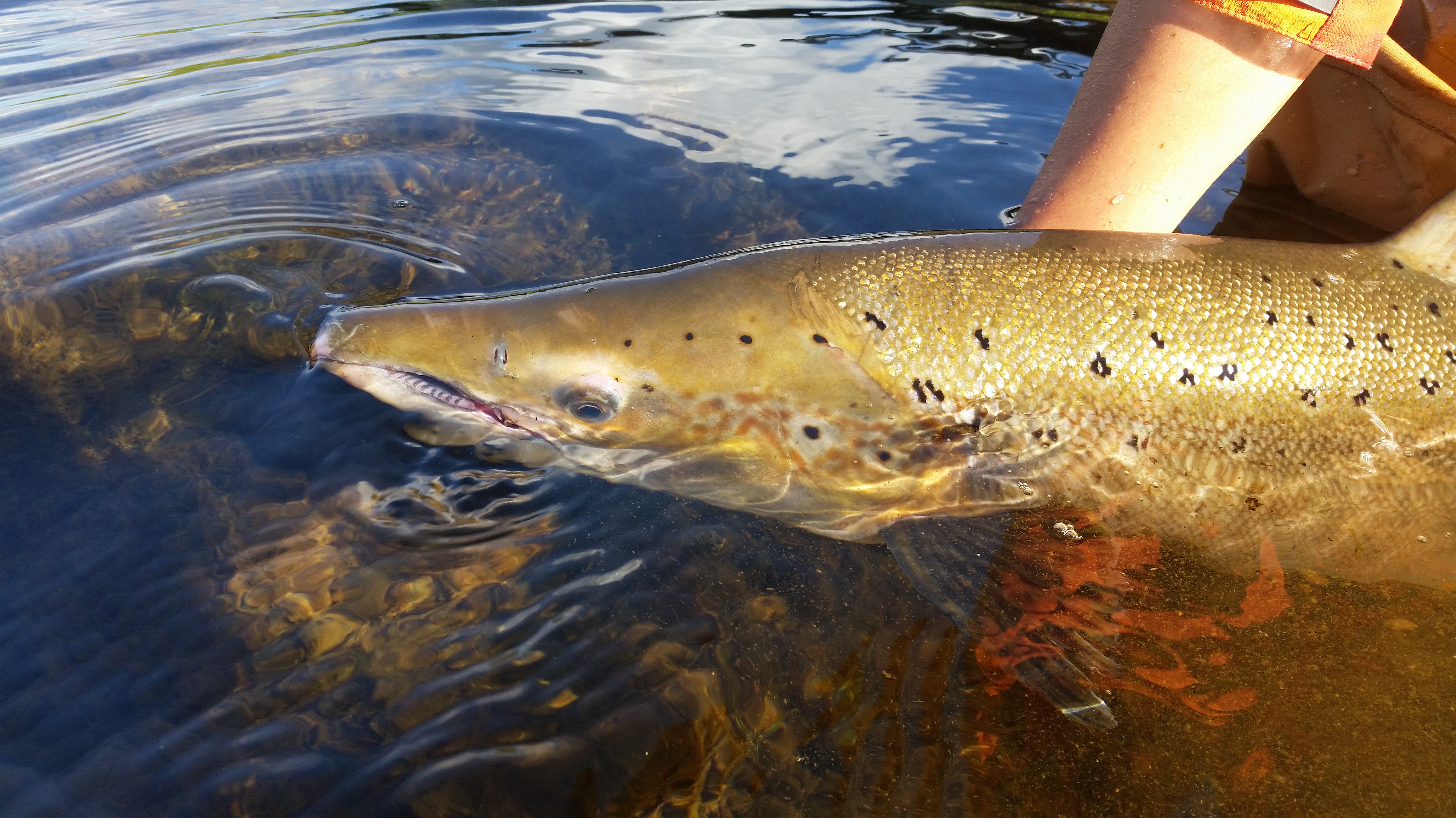 Fishing in Iceland - salmon fishing