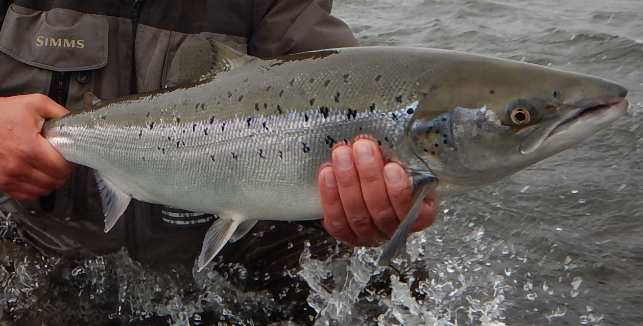 Salmon fishing in Iceland