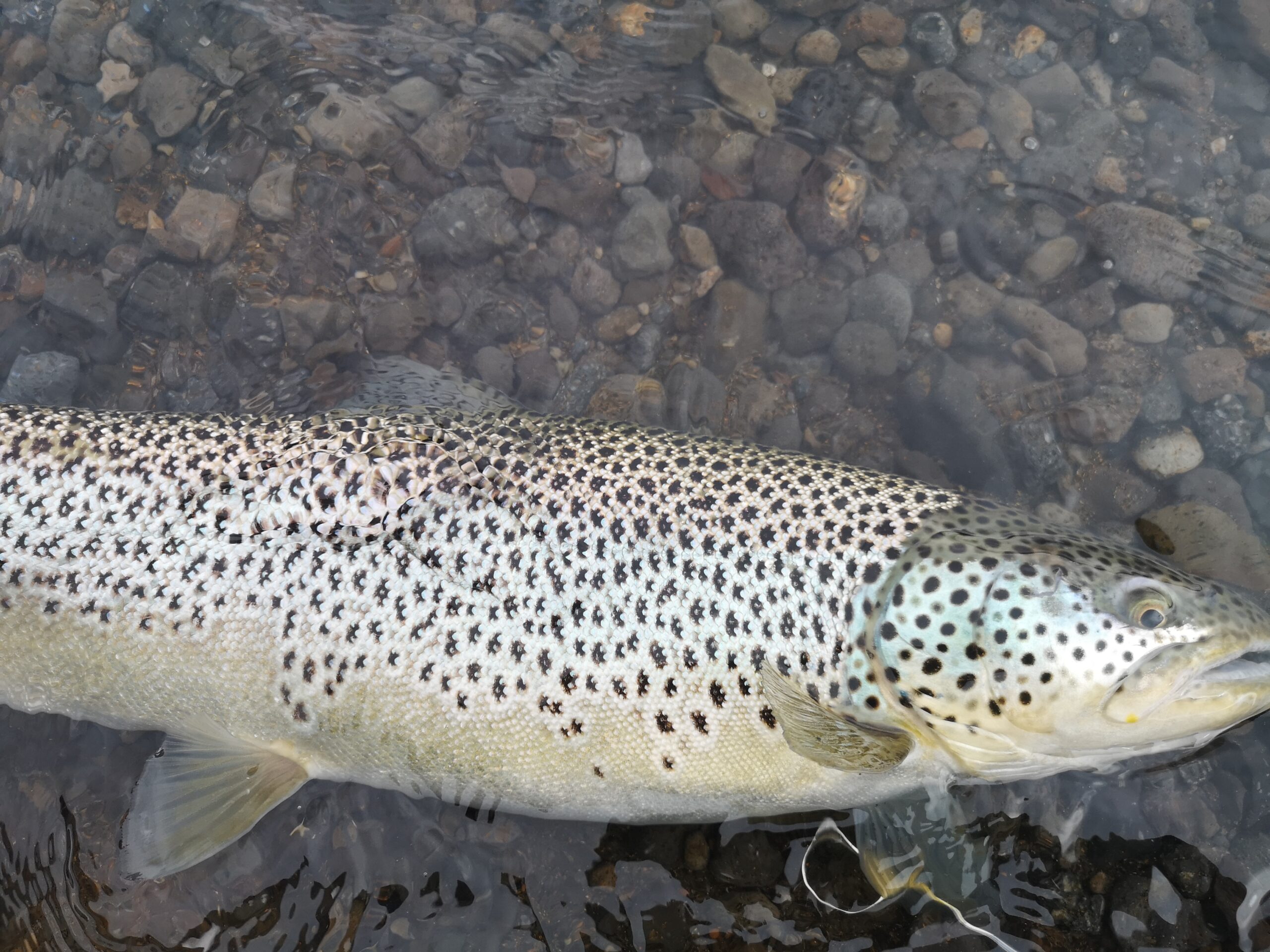 Trophy Trout fishing at ION area. Iceland. Lake Thingvallavatn
