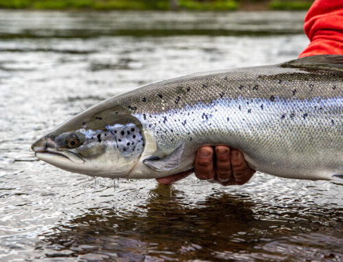 River Sog in Iceland Salmon and arctic char