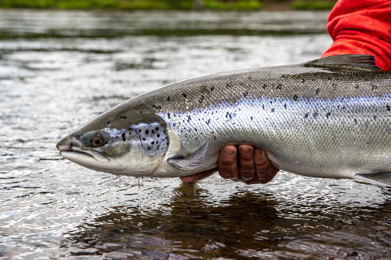 River Sog
