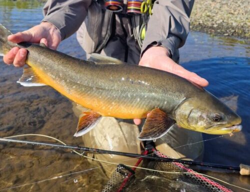 Happy new fishing year – Iceland a dream destination in 2026