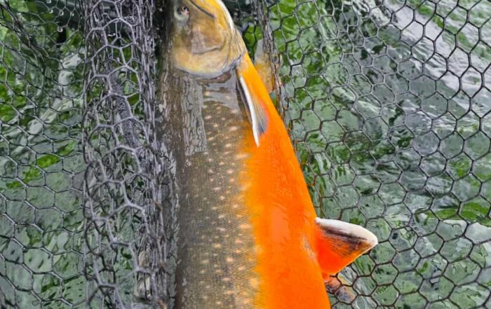 Fishing and golf trip in Iceland.